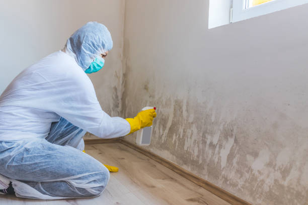 Professional mold removal team in Mead